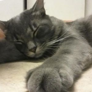 Meet your Posher, Luda